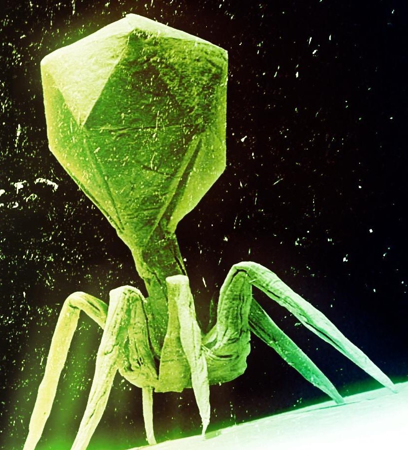 Computer Virus